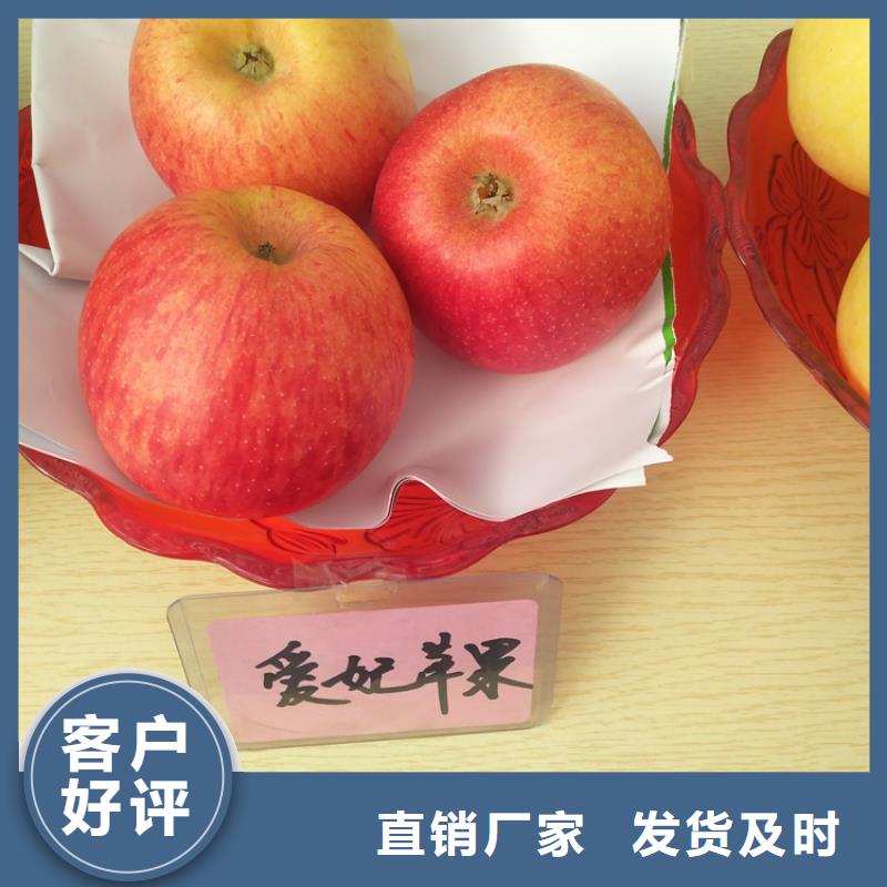 蘋果櫻桃苗多年行業(yè)積累