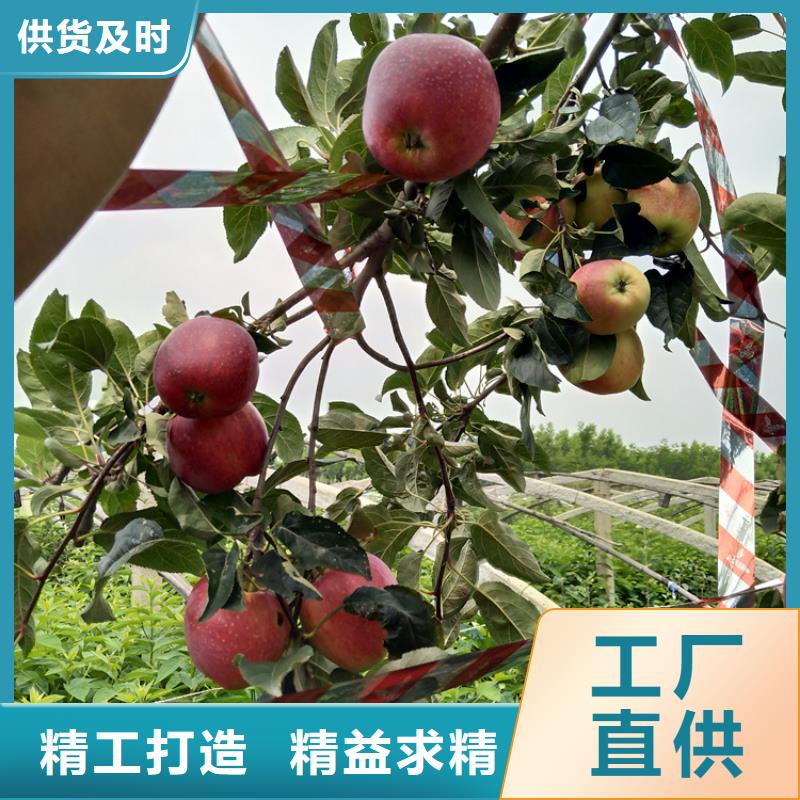 蘋果蘋果苗匠心品質