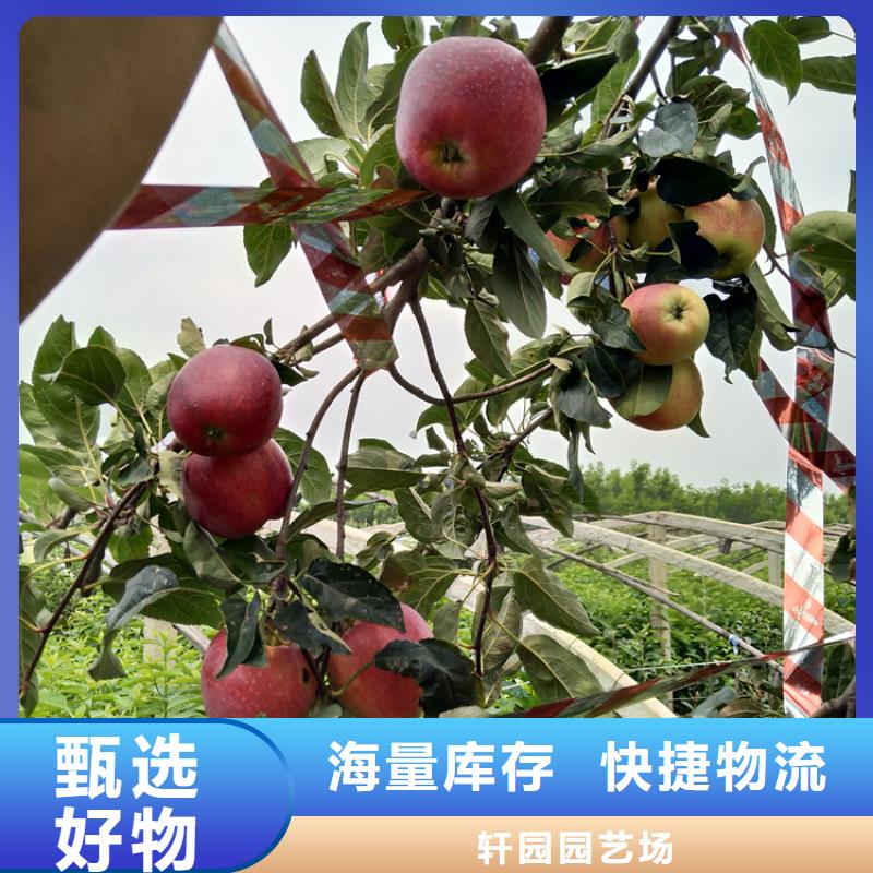【蘋果蘋果苗歡迎新老客戶垂詢】