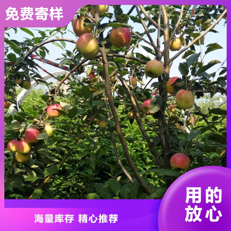 蘋果櫻桃苗多年行業(yè)積累