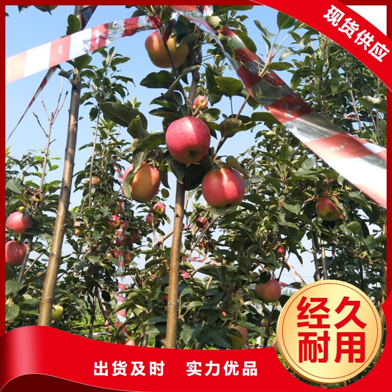 蘋果蘋果苗匠心品質