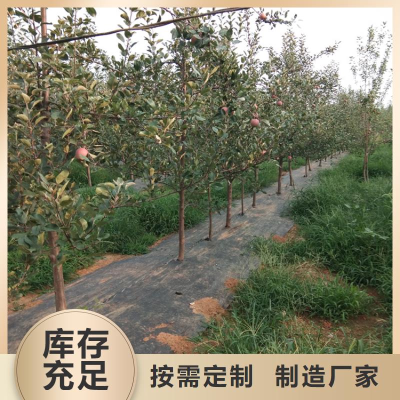 蘋果櫻桃苗工廠直營