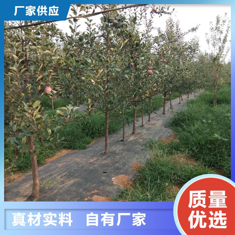 蘋果,蘋果苗一站式采購方便省心
