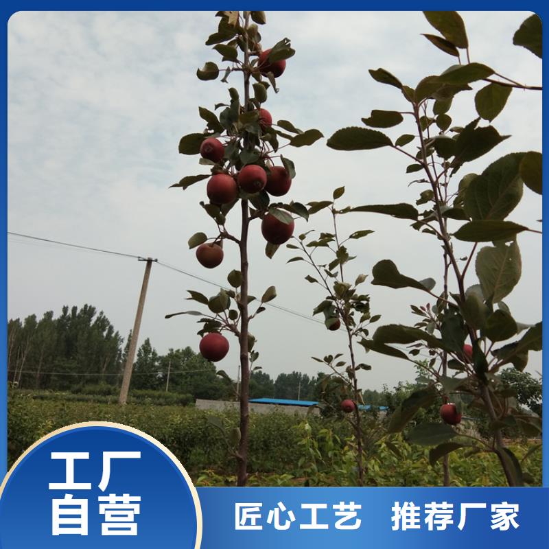 蘋果蘋果苗匠心品質