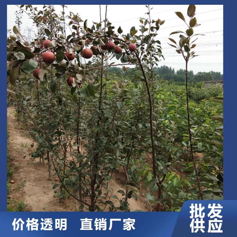 蘋果蘋果苗匠心品質