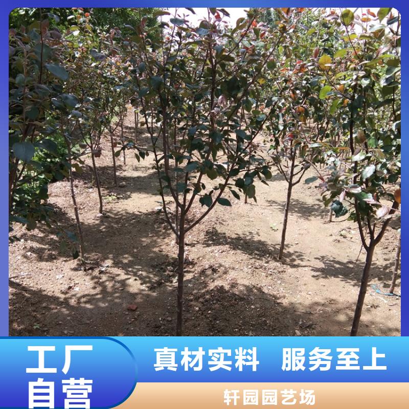 苹果樱桃苗多年行业积累