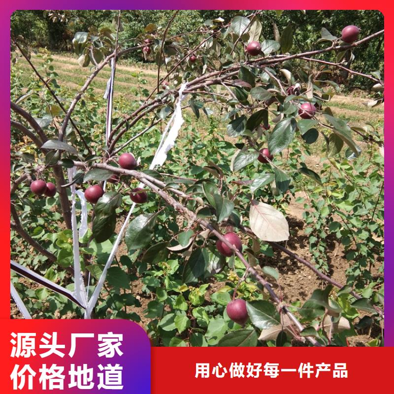 蘋果草莓苗物美價優