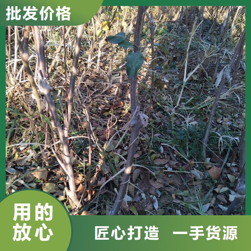 蘋果蘋果苗品質卓越