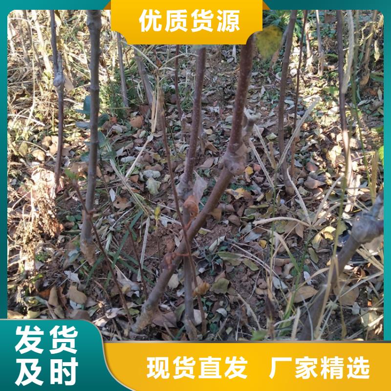 蘋果櫻桃苗工廠直營