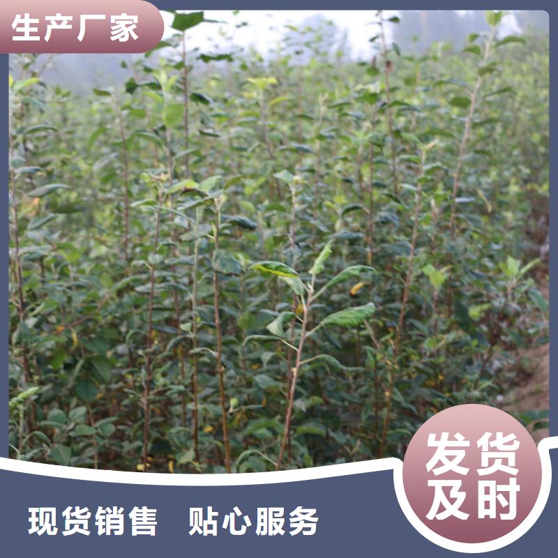 蘋果蘋果苗價格地道