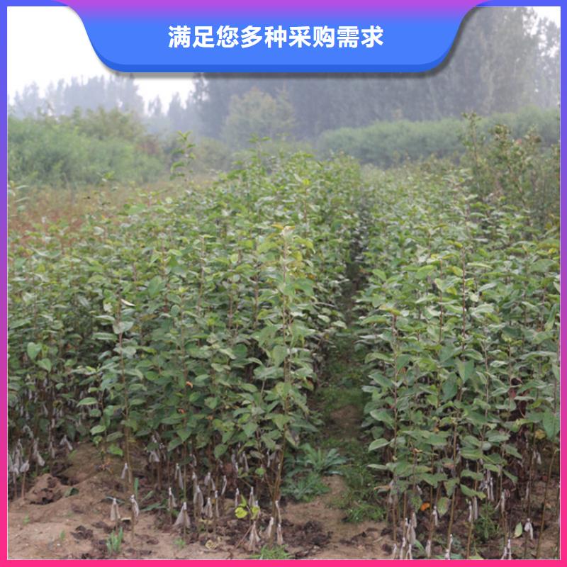 蘋果蘋果苗品質卓越