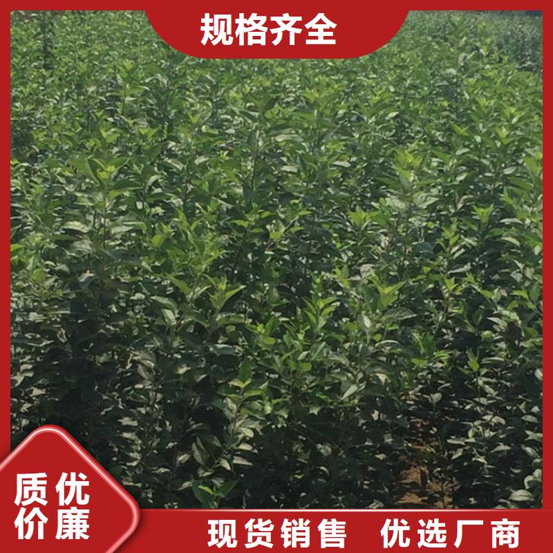 蘋果蘋果苗匠心品質