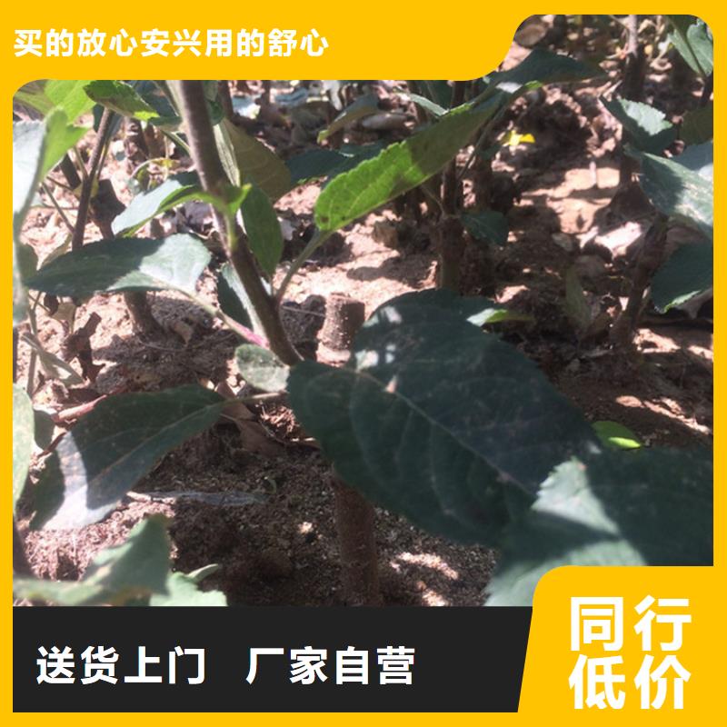 蘋果石榴苗歡迎來電詢價