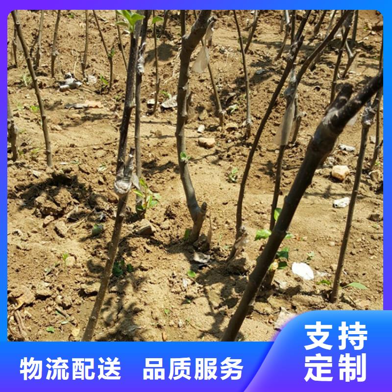 蘋果石榴苗歡迎來電詢價