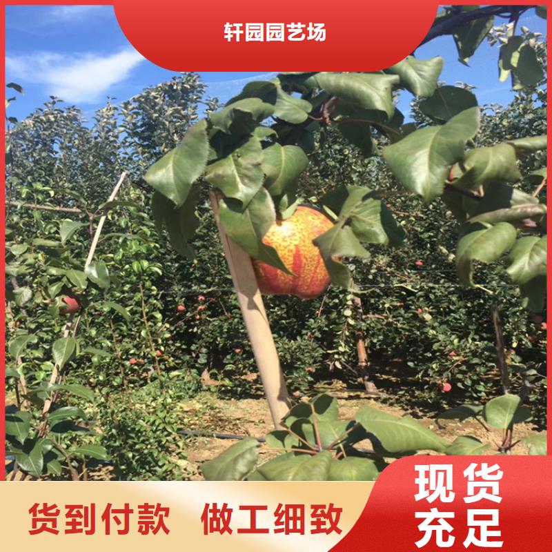 梨樹蘋果苗用心做品質