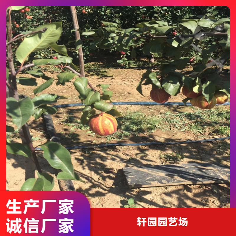 梨樹奶油草莓出貨及時