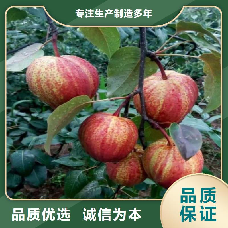 梨樹-櫻桃苗品質保障售后無憂