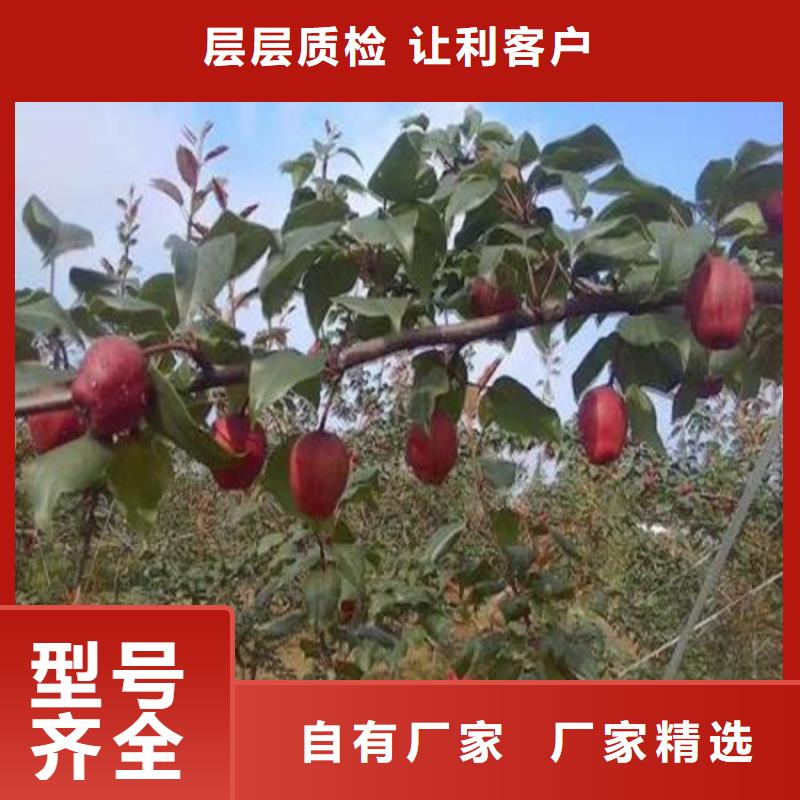 【梨樹】,櫻桃苗經銷商