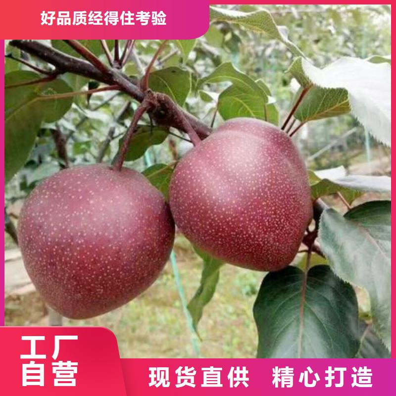 梨樹-櫻桃苗品質保障售后無憂
