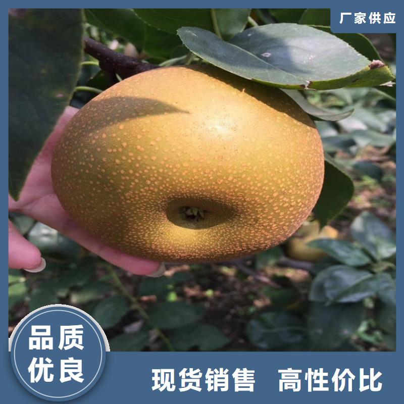 梨樹黃瓜苗設計制造銷售服務一體