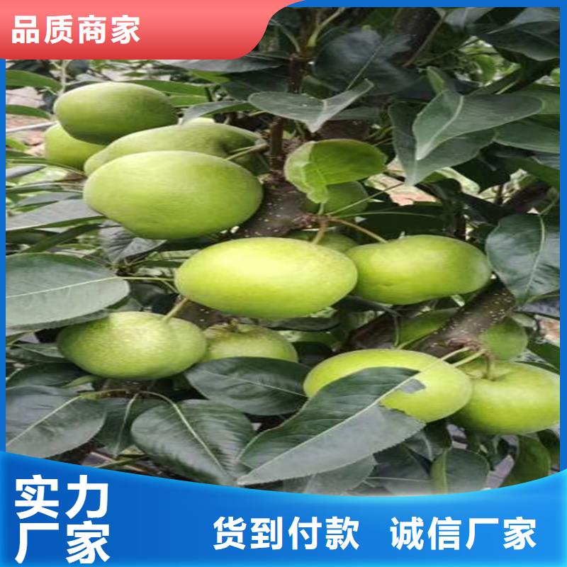梨樹黃瓜苗設計制造銷售服務一體