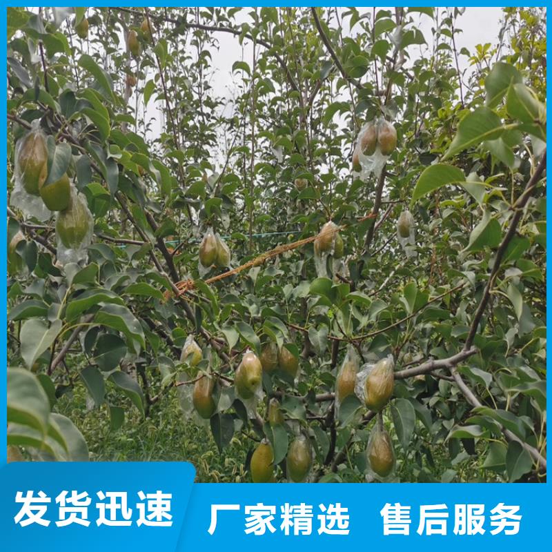 【梨樹】,櫻桃苗經銷商