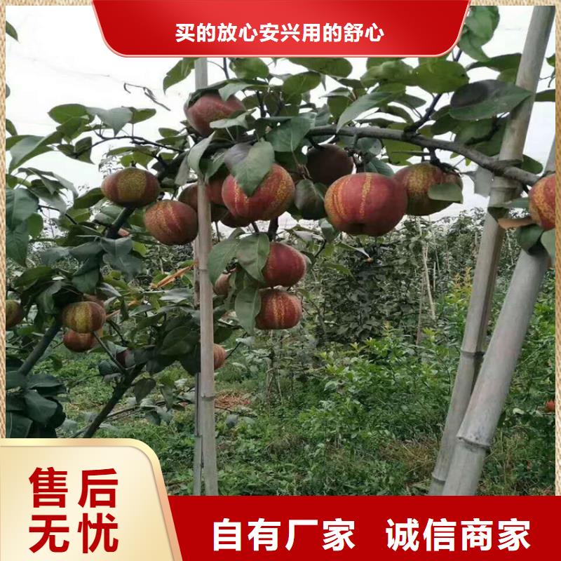 梨樹奶油草莓出貨及時