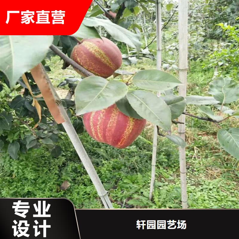 梨樹黃瓜苗設計制造銷售服務一體