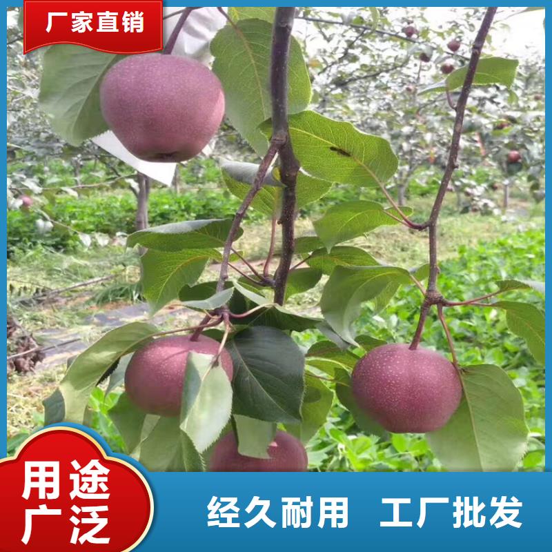 梨樹奶油草莓出貨及時