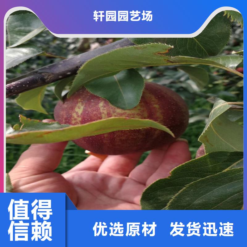 梨樹黃瓜苗設計制造銷售服務一體