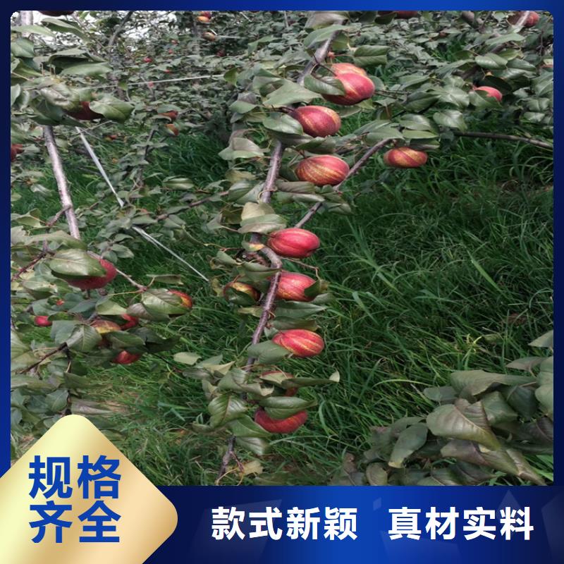 梨樹-櫻桃苗品質保障售后無憂