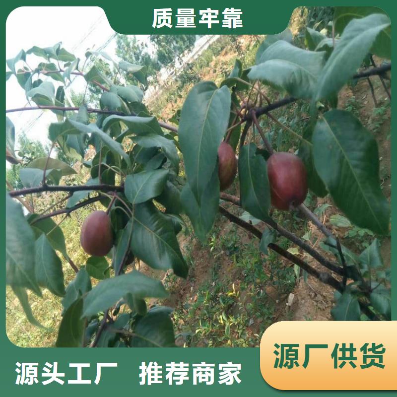 【梨樹】桃樹苗快速發貨