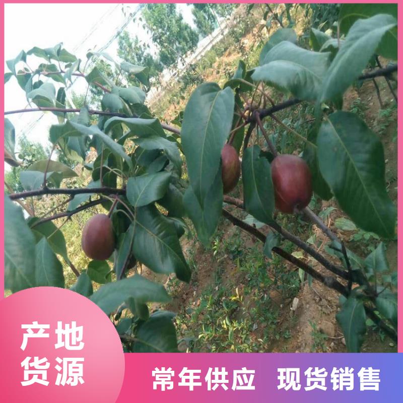 梨樹蘋果苗用心做品質