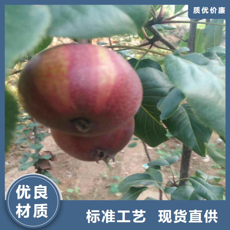 【梨樹】桃樹苗快速發(fā)貨