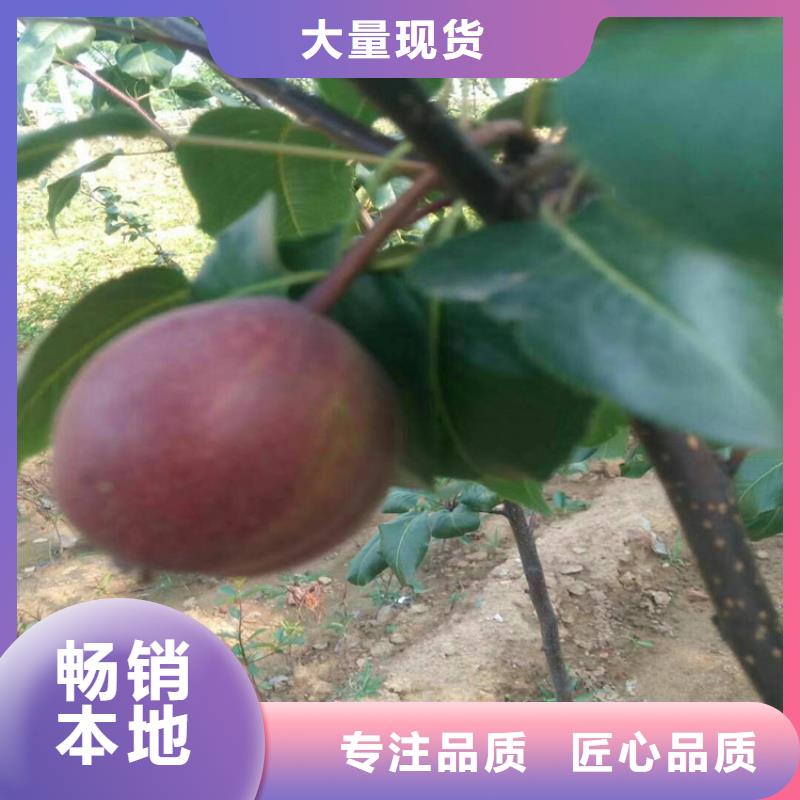 梨樹-無花果苗廠家技術完善