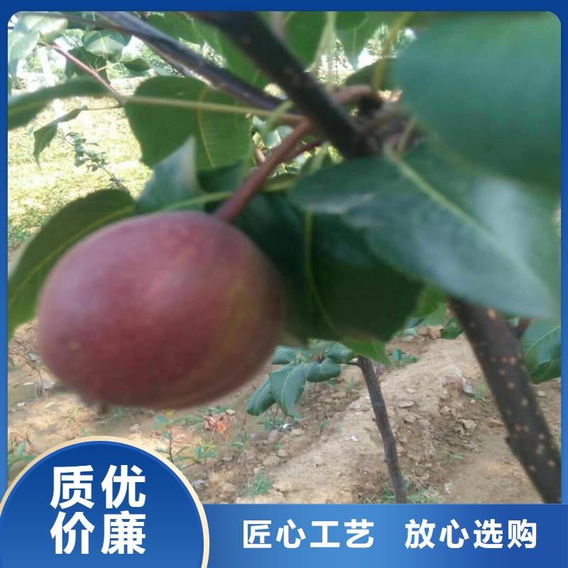 梨樹黃瓜苗設計制造銷售服務一體