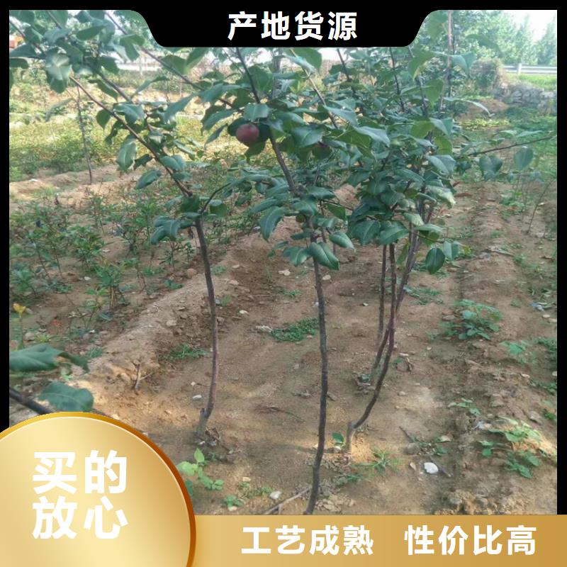 梨樹-無花果苗廠家技術完善