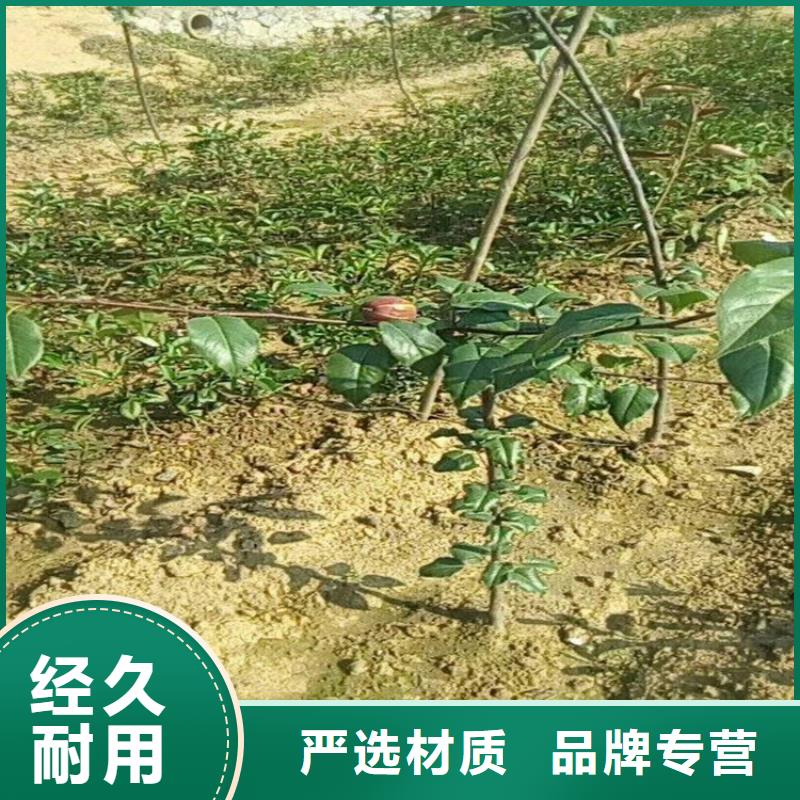 梨樹-無花果苗廠家技術完善