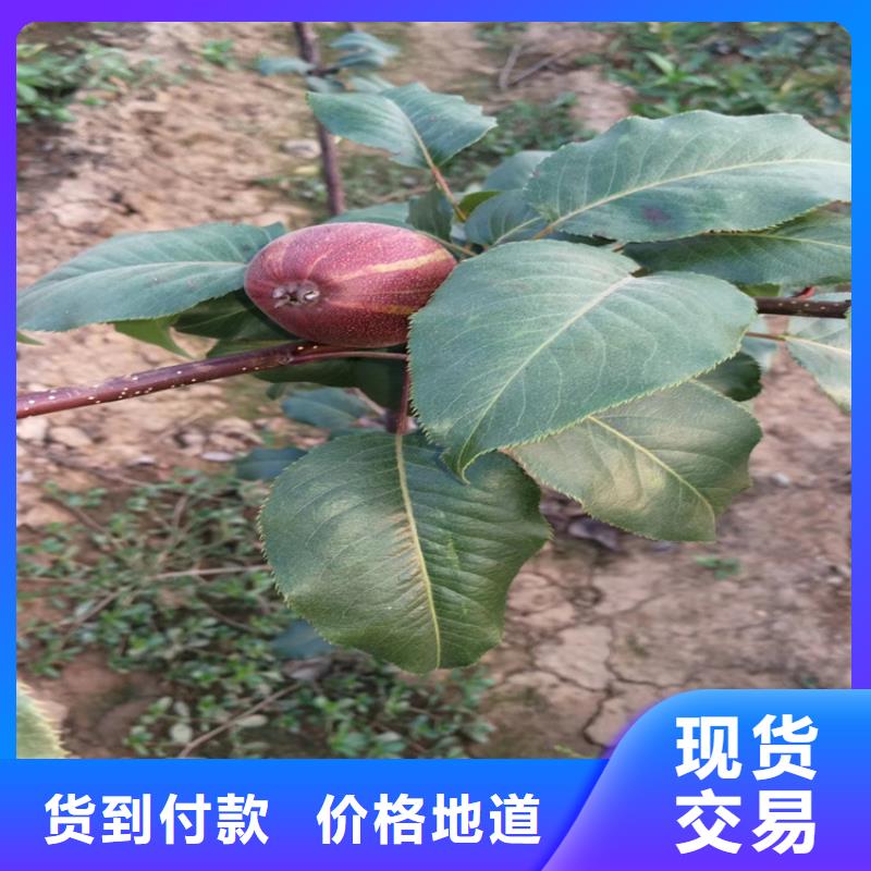 梨樹_蘋果苗實力商家