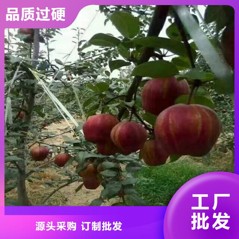 梨樹黃瓜苗設計制造銷售服務一體