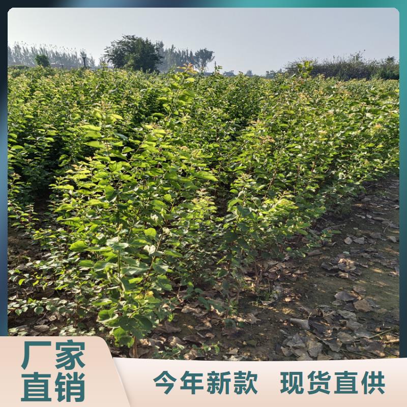 梨樹奶油草莓出貨及時