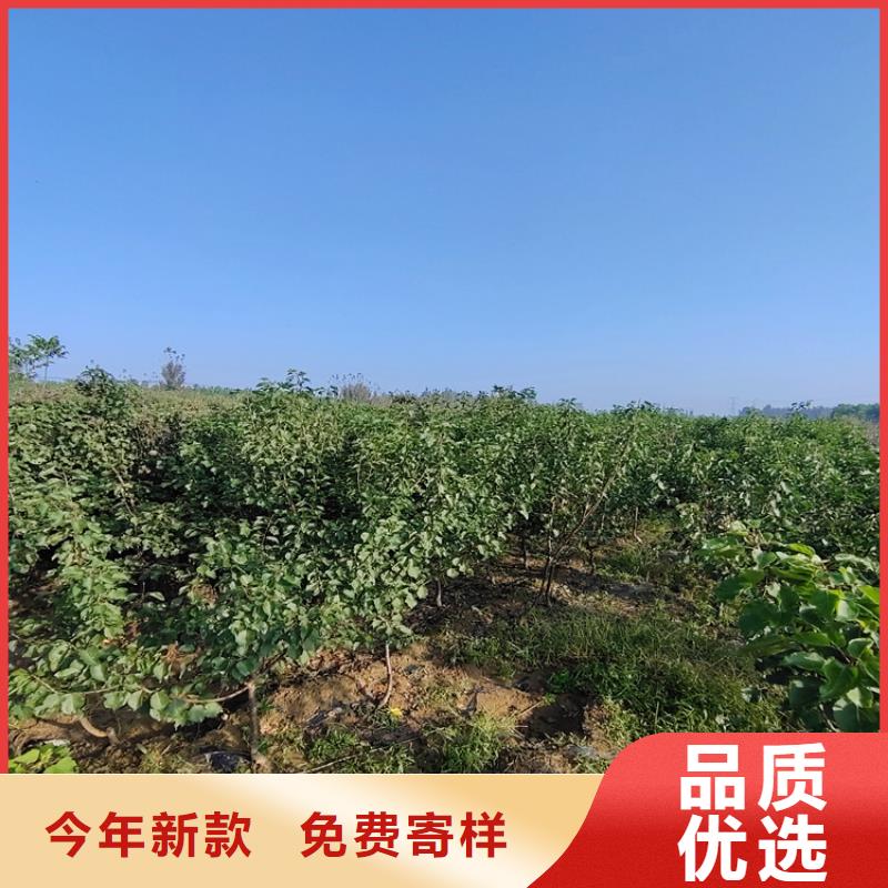 梨樹櫻桃苗用途廣泛