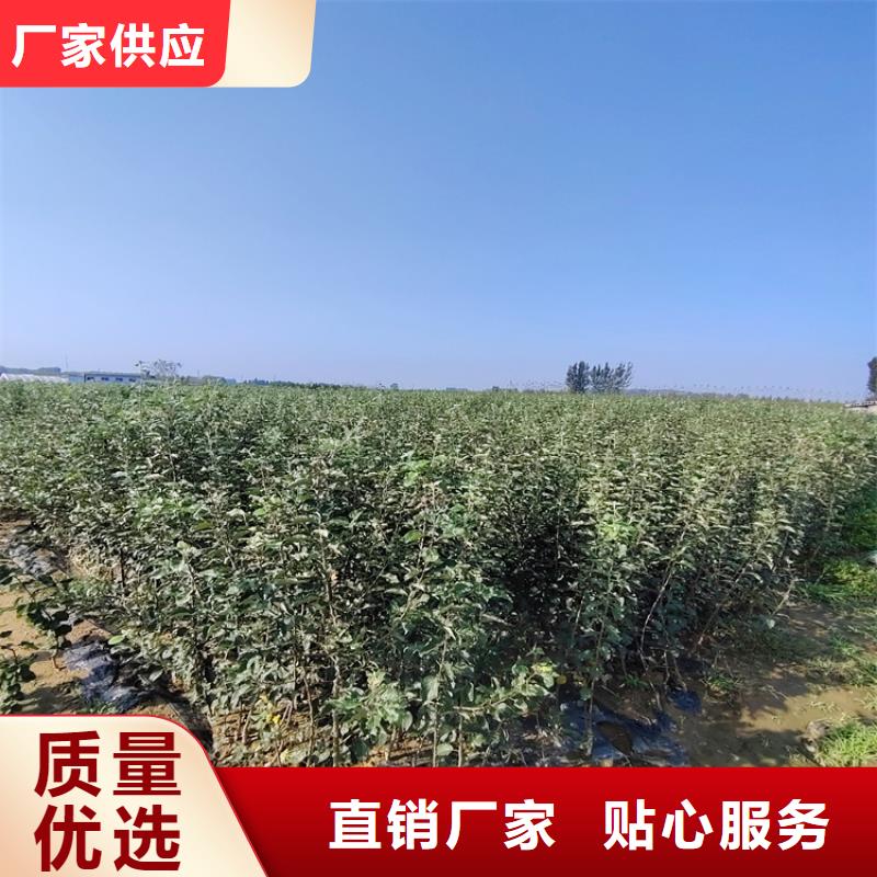 【梨樹】,櫻桃苗經銷商