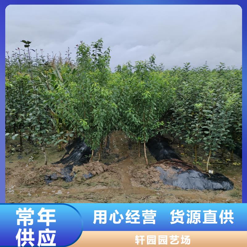 梨樹奶油草莓出貨及時(shí)