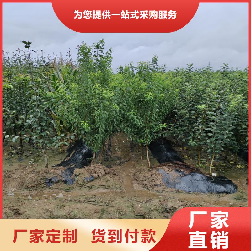 梨樹石榴樹苗設計合理