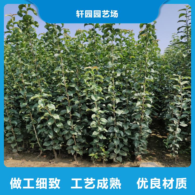 梨樹【櫻桃苗】一站式采購商家