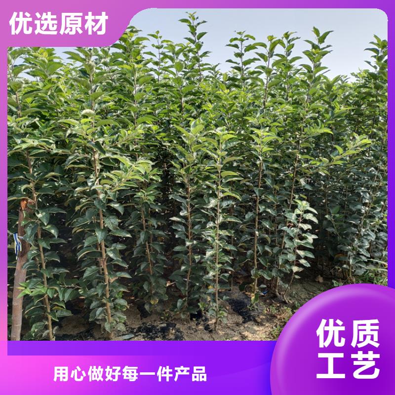 【梨樹石榴苗一個起售】