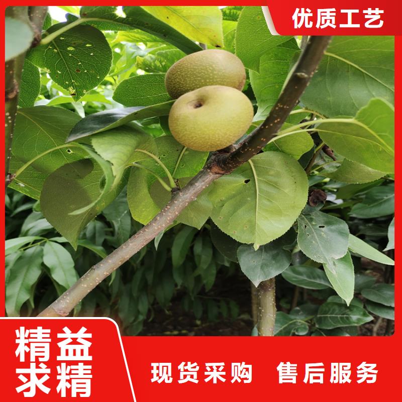 【梨樹】桃樹苗快速發貨