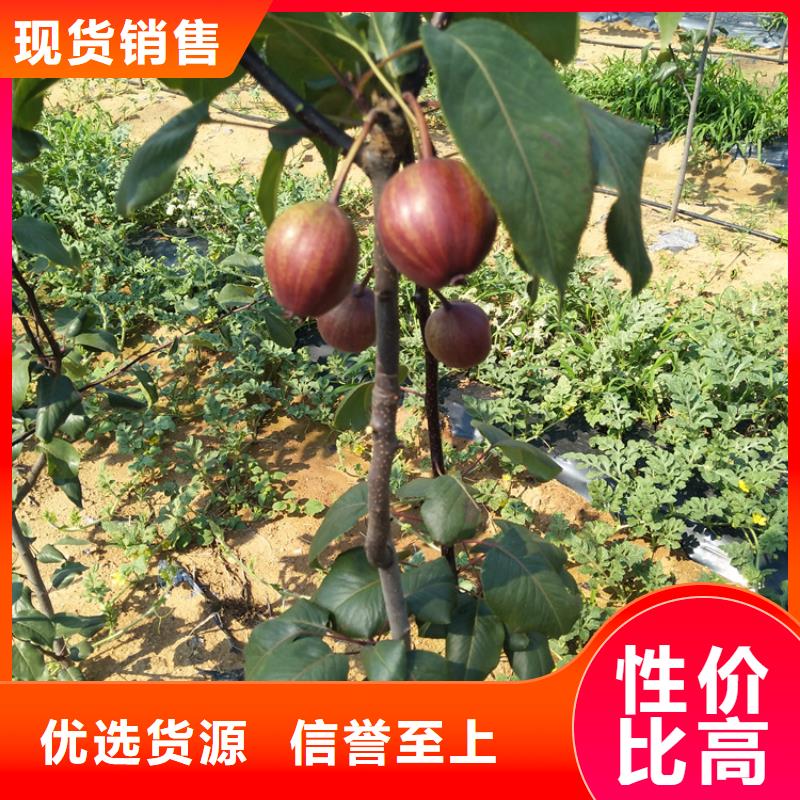 梨樹-櫻桃苗品質保障售后無憂