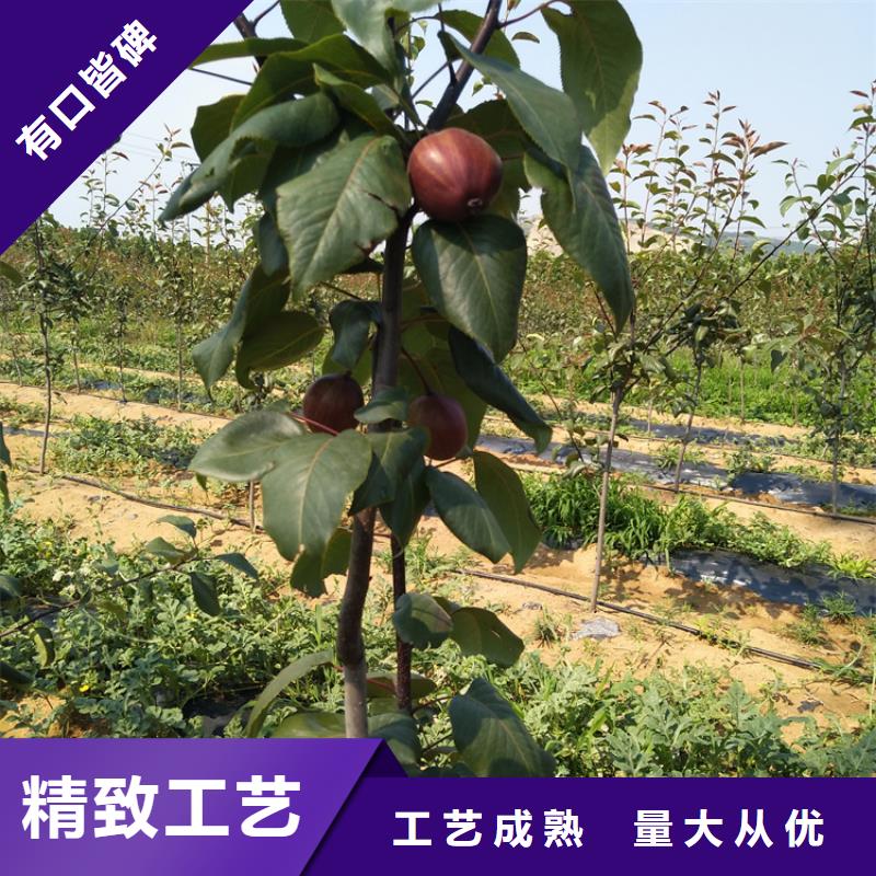 梨樹櫻桃苗一周內發貨